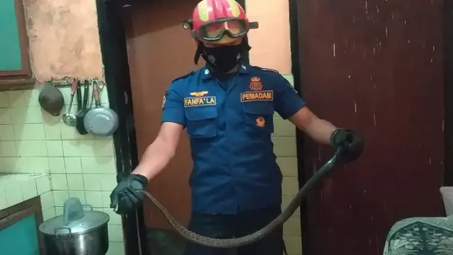 8 Ciri Ular Sering Berkeliaran di Sekitar Rumah, Waspada Jika Menemukan Tanda Ini - Hot berita69.org